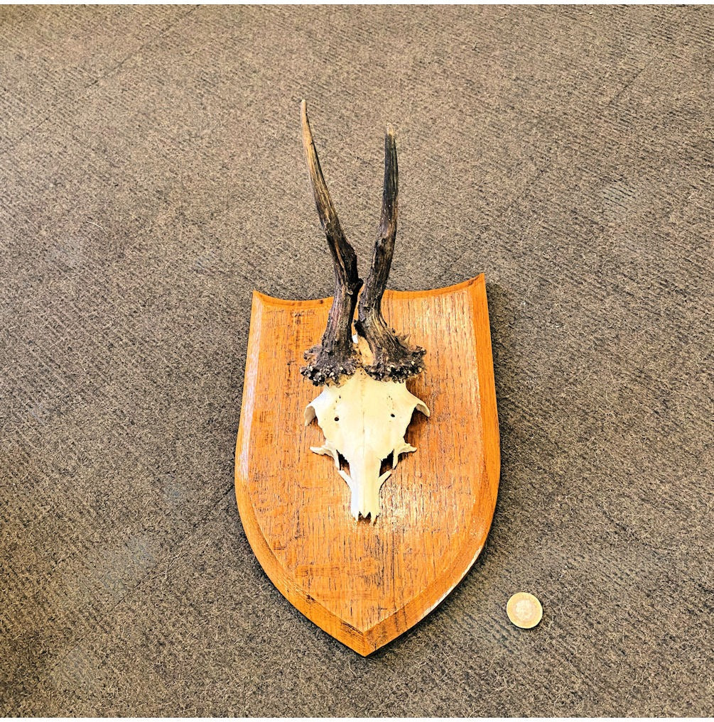 Pair of Mounted Roe Deer Prickets — view 3