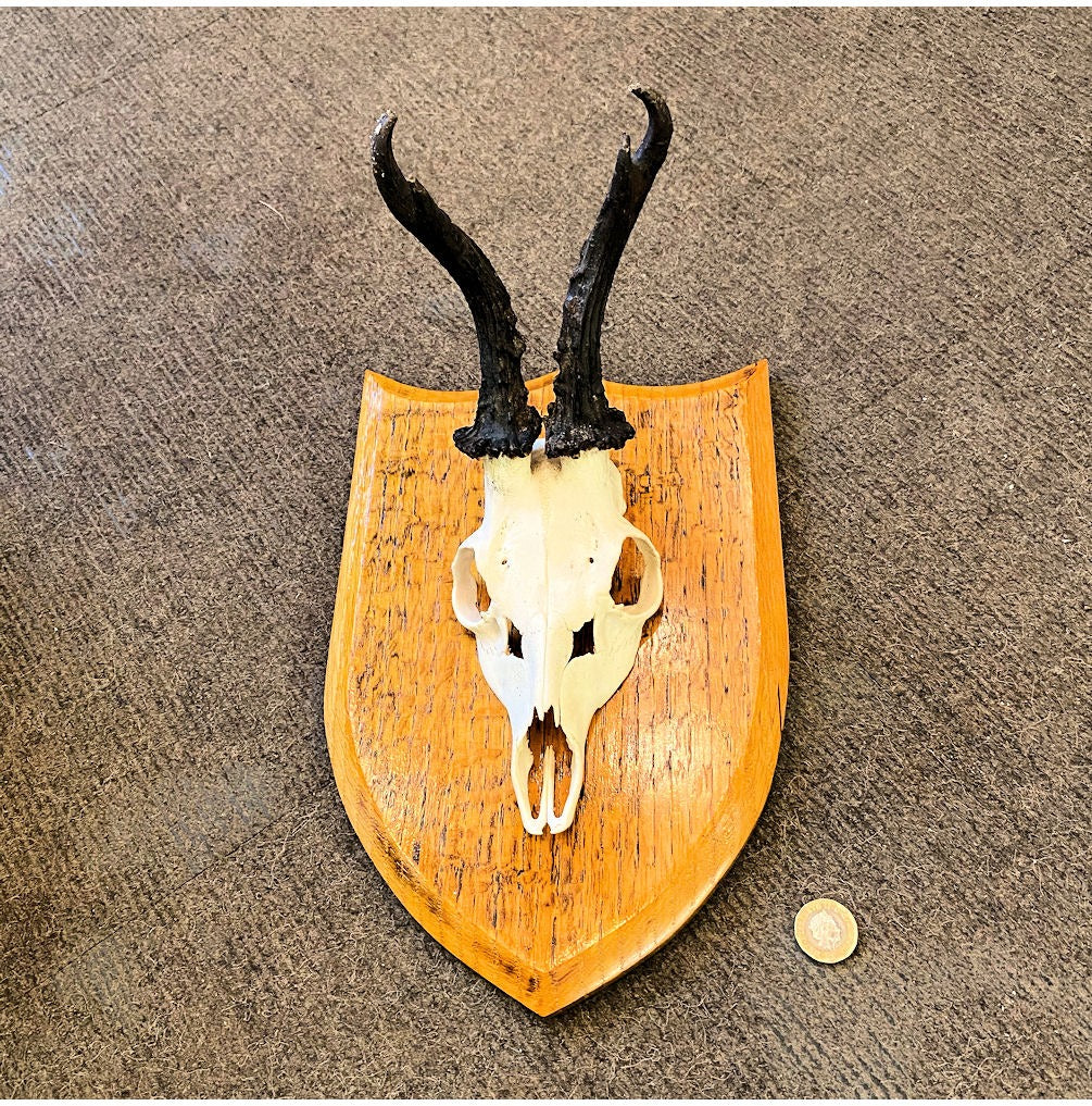 Pair of Mounted Roe Deer Prickets — view 3