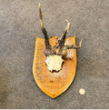 Pair of Mounted Roe Deer Prickets — Oak