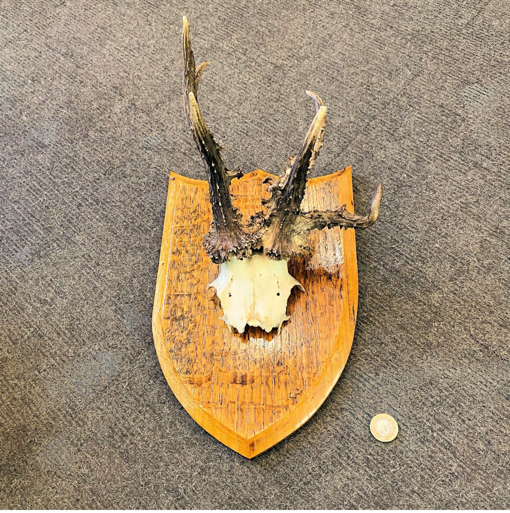 Pair of Mounted Roe Deer Prickets — Oak