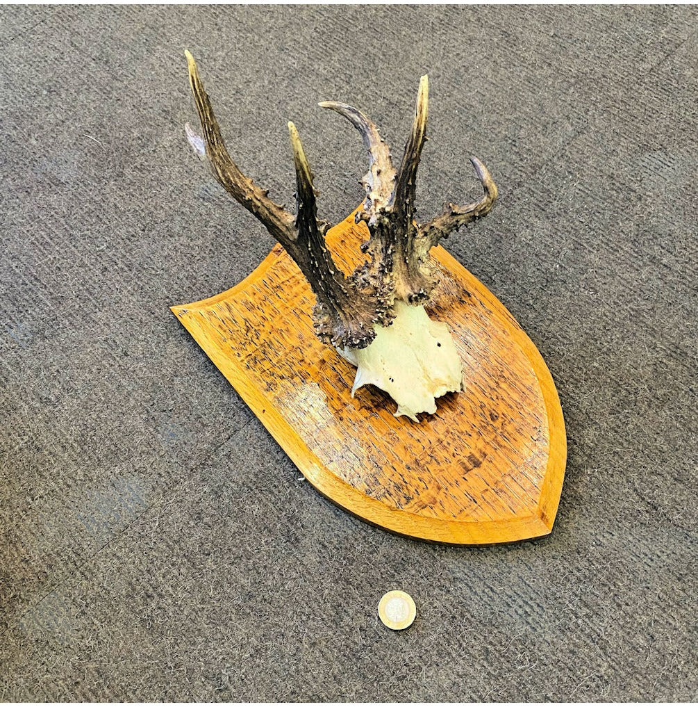 Pair of Mounted Roe Deer Prickets — view 2