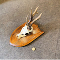 Pair of Mounted Roe Deer Prickets — Oak
