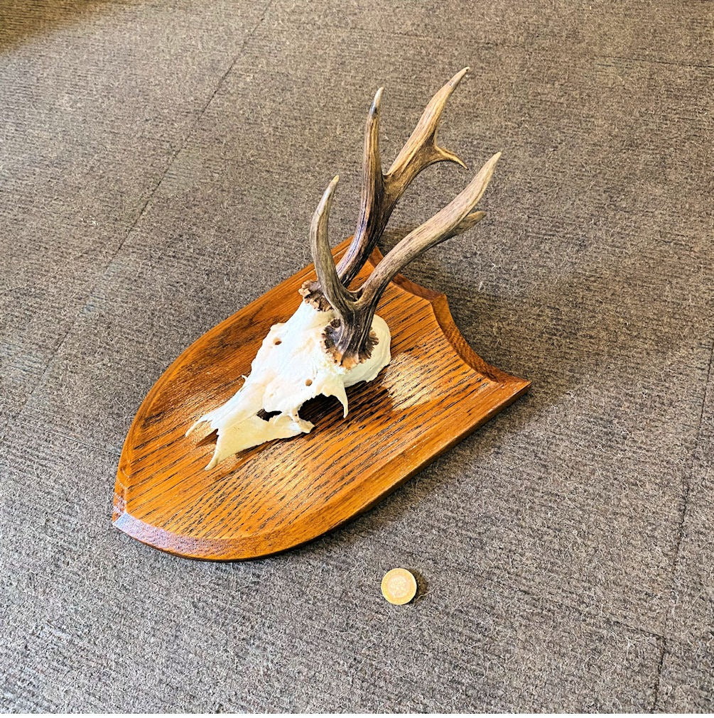 Pair of Mounted Roe Deer Prickets — Oak