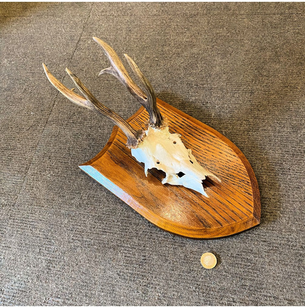 Pair of Mounted Roe Deer Prickets — view 2