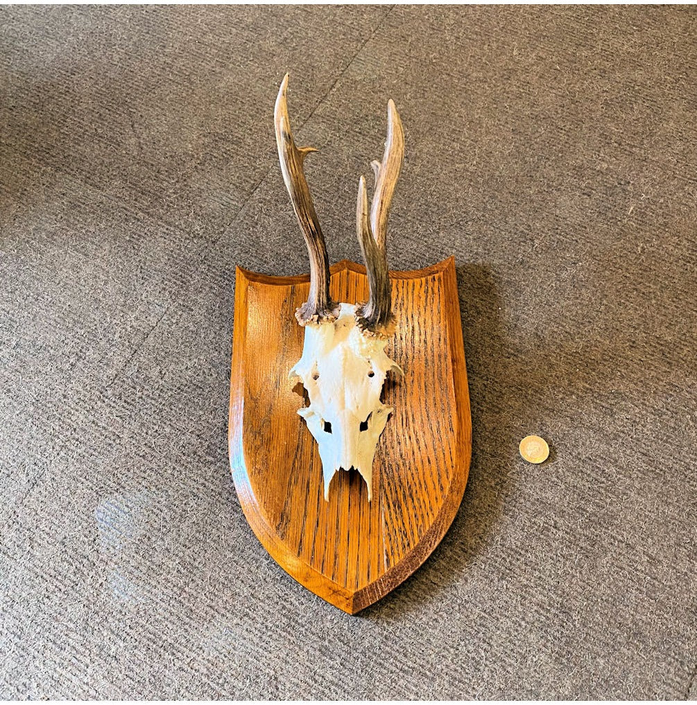 Pair of Mounted Roe Deer Prickets — view 3