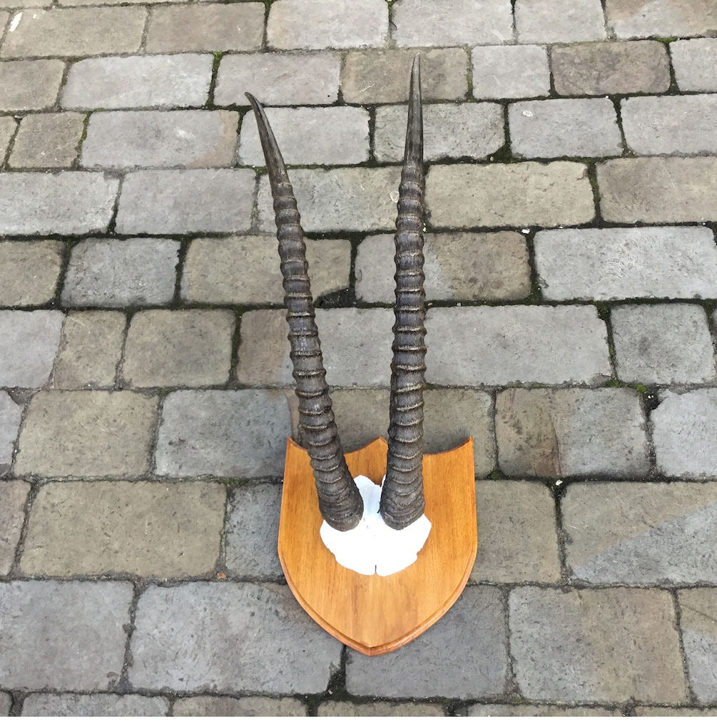 Pair of Mounted Sable Antelope Horns — Horn