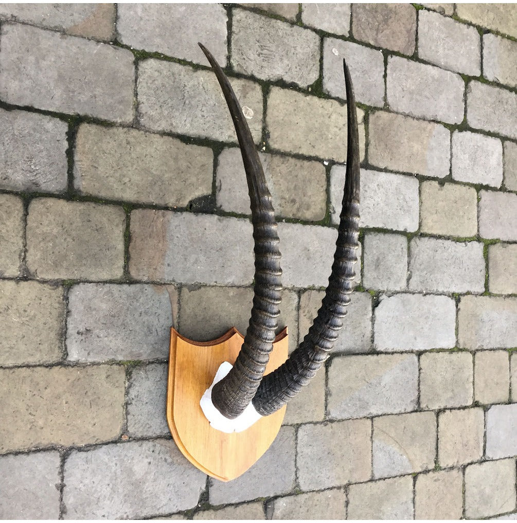 Pair of Mounted Sable Antelope Horns — view 2