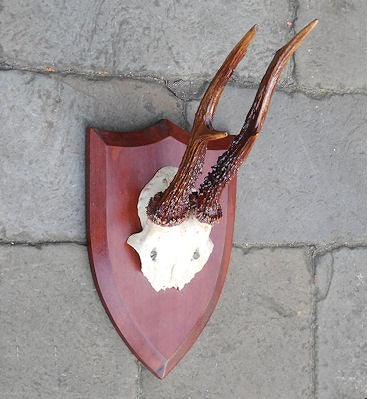 Roe Deer Antlers — Mahogany