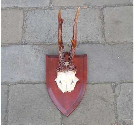 Roe Deer Antlers — view 2