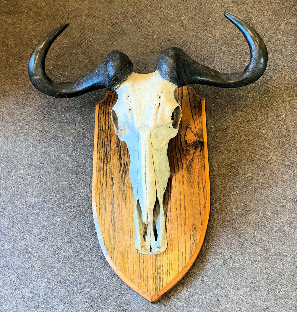 Wildebeest Part Skull & Horns Mount — Horn, late 19th century