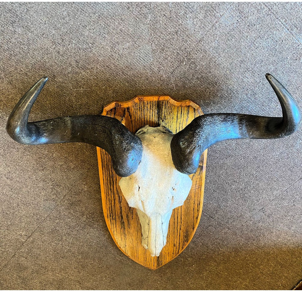 Wildebeest Part Skull & Horns Mount — view 3