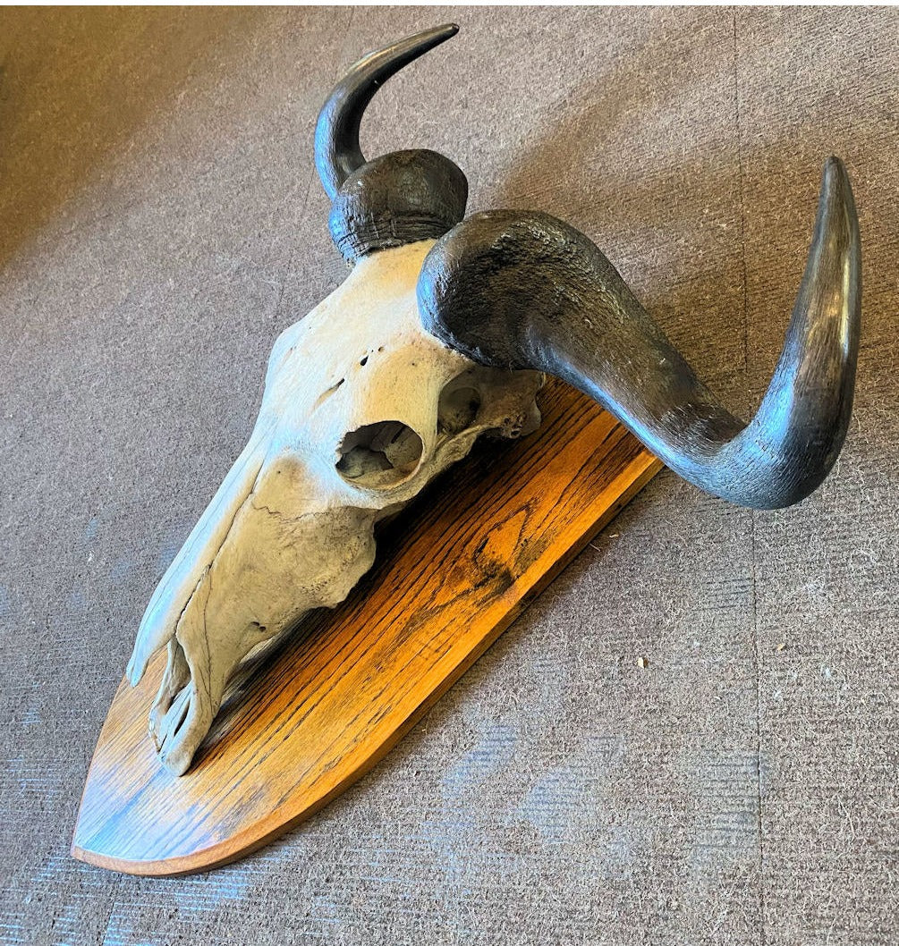 Wildebeest Part Skull & Horns Mount — view 4